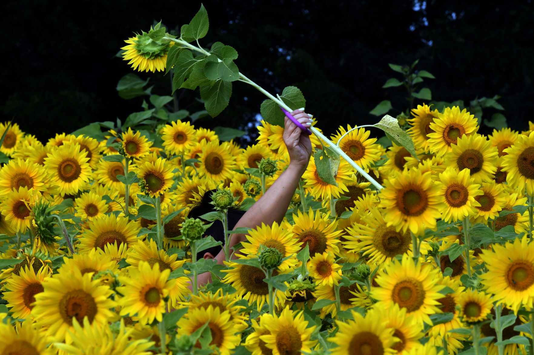 Sunflower3